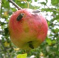 写真：果樹カメムシの加害（リンゴ）