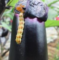 写真：オオタバコガの老齢幼虫