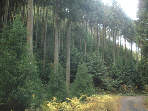 植林された森林