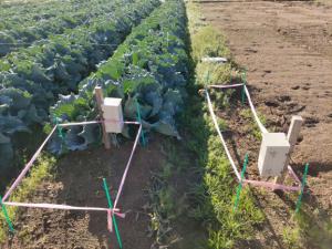 土壌水分等のデータ計測器をキャベツ畑に設置