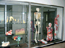 標本室の画像