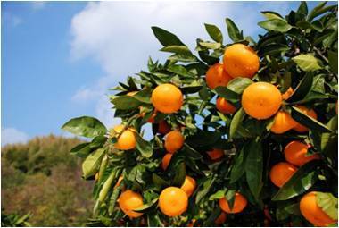 image2:Suo-Oshima Fruits Picking