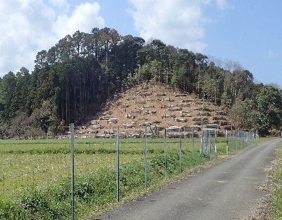 繫茂竹林伐採による森林の再生の画像