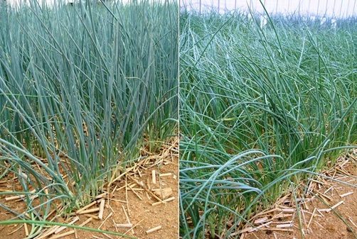 濃緑色で耐暑性の葉ネギ新品種（左）と慣行品種（右）の画像