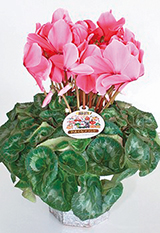 ��܂����̃V�N�������̎ʐ^