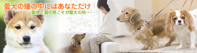 愛犬の瞳の中にはあなただけ～愛情と責任感こそが愛犬の命～