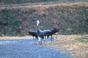 採餌しているツルの画像