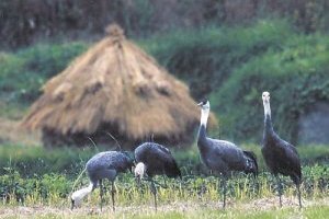 ナベヅルの家族（右端と左から2番目が幼鳥）の画像