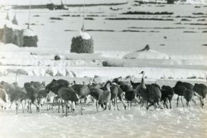 昭和30年代100羽以上飛来していたの画像