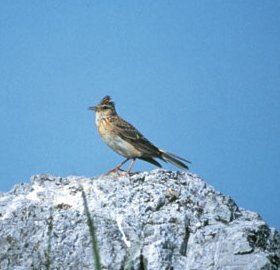 ヒバリ撮影岩井の画像