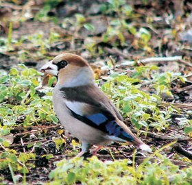 シメ撮影小川の画像