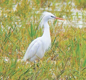 カラシラサギ撮影岡本の画像