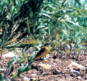 マミジロツメナガセキレイ（亜種）撮影三谷の画像