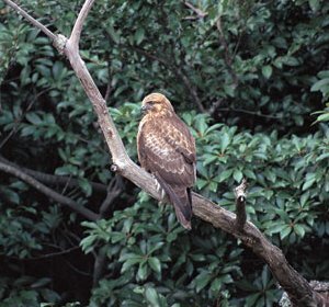 ノスリ撮影藤原の画像