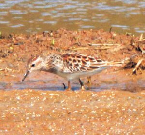 ヒバリシギ撮影岡本の画像