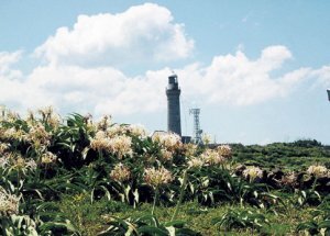 夢崎の浜木綿の群落の画像