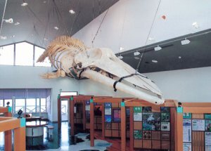 新種のクジラの骨格標本（レプリカ）の画像