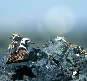 キョウジョシギ撮影末村の画像