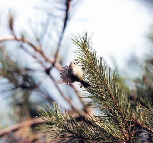 キクイタダキ撮影山本の画像