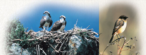 左：ミサゴの営巣撮影藤原、右：ノビタキ撮影藤原の画像