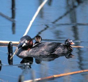 カイツブリ撮影保井の画像