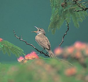 オオヨシキリ撮影藤原の画像