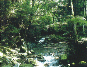 岩国市錦町寂地峡の画像