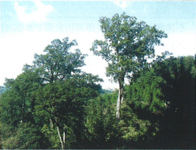 山口市徳地町滑山の画像