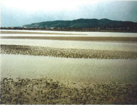 山陽小野田市厚狭川河口の画像