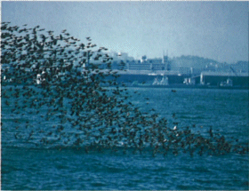 門司海峡を渡るヒヨドリの群れの画像