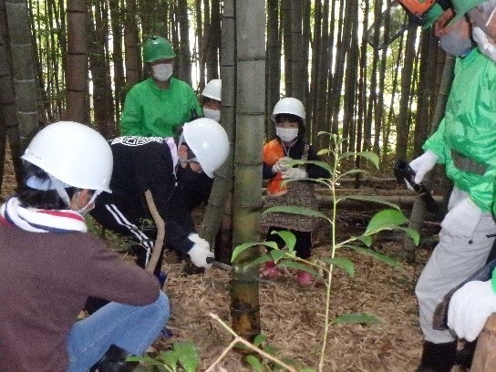 竹の伐採に挑戦の画像