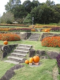 ハロウィン装飾をした庭園の状況（Ｒ2年度）の画像2