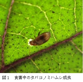 食害中のタバコノミハムシ成虫