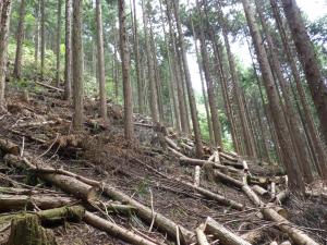 ヒノキ林の強度間伐の写真