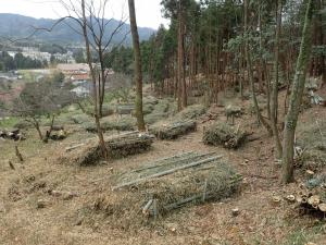 繁茂竹林の伐採の写真