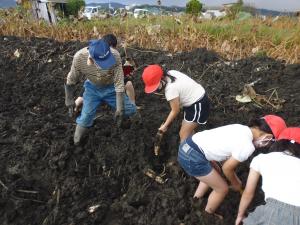 「岩国れんこん」の産地PRのため、小学生の掘り取り体験や、れんこんまつり等の販売促進活動を支援していますの写真