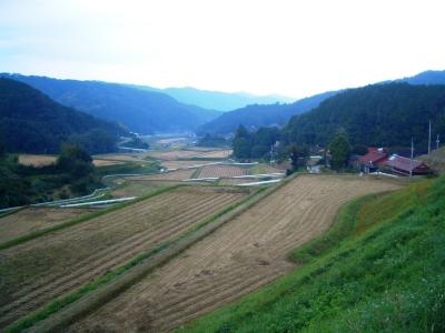 大石地区の棚田