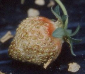 写真2：被害を受けた果実