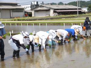 田植え作業の様子