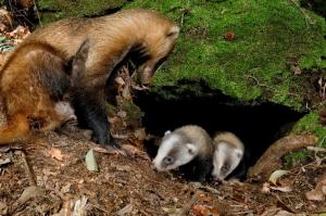 アナグマです