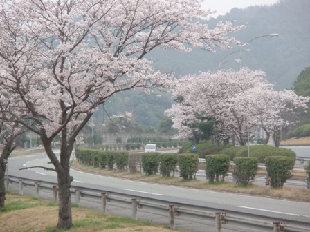 桜満開の湯田PAの画像