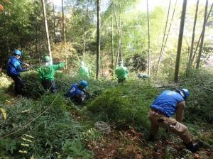 竹の伐採に取り組む参加者