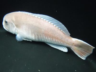 シロアマダイ成魚