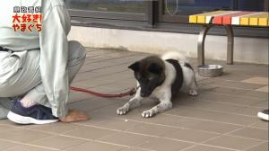 ペットの正しい飼い方を知ろう！