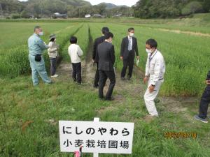 新たな小麦品種の生育確認