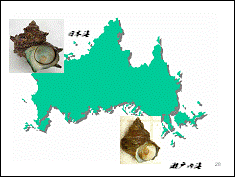 産地によって形の違うサザエ