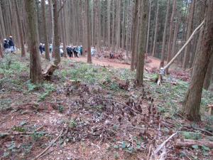 指導林業士による間伐実演