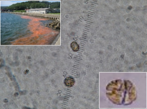 赤潮の発生した海岸と有害プランクトン