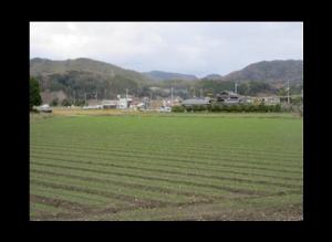 汎用化水田での麦の作付状況