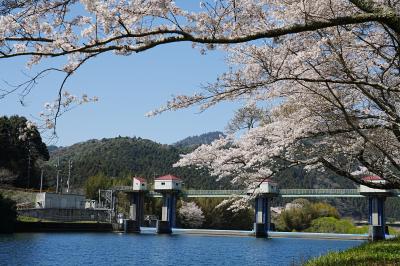 「桜花爛漫」辻村晴夫（下関市）